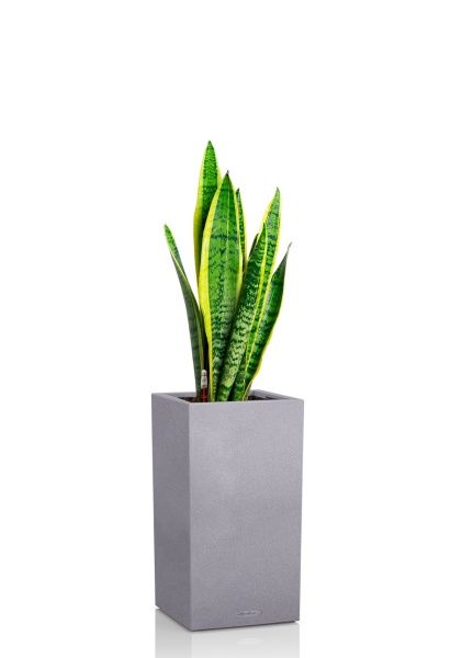 Сансевиерия Лауренти 21/70 см в CANTO STONE HIGH 30