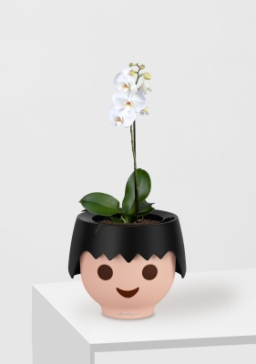 Орхидея Фаленопсис Софт Клауд 12/40 см в OJO Орхидея Фаленопсис Софт Клауд 12/40 см в OJO