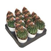 Ферокактус Setispinus d6.5 см h8 см Ферокактус Setispinus d6.5 см h8 см