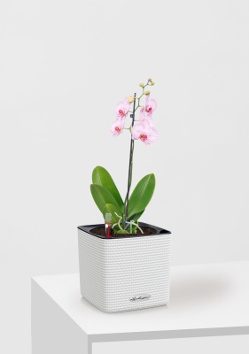 Орхидея Фаленопсис светло-розовая 12/60 см в CUBE Color 14 Орхидея Фаленопсис светло-розовая 12/60 см в CUBE Color 14