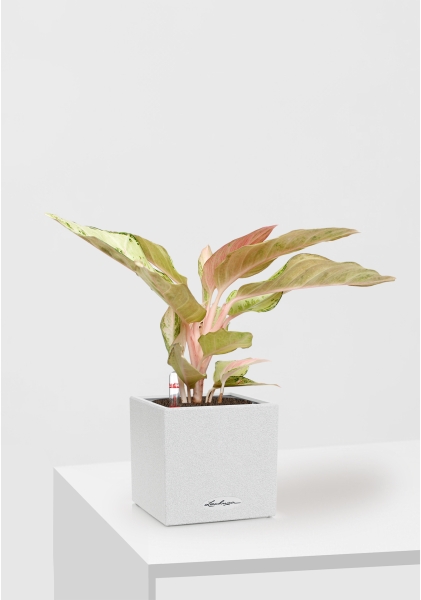 Аглаонема Шартрез Прити "Chartreuse Pretty" 12/30 см в CANTO STONE 14