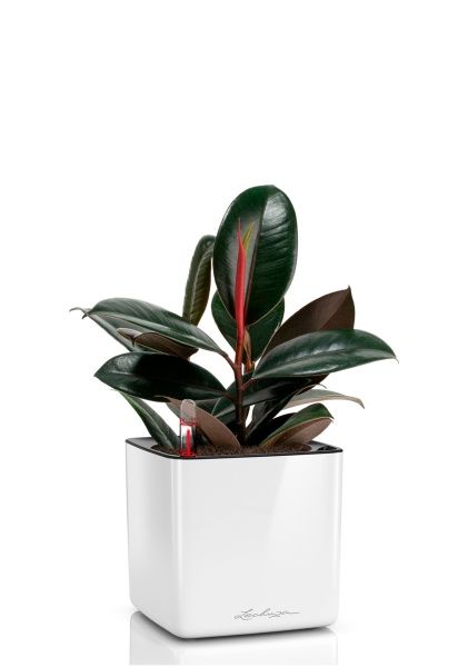 Фикус Эластика Бургунди CUBE GLOSSY 16