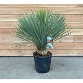 Юкка Рострата d36 см h90 см Юкка Рострата d36 см h90 см