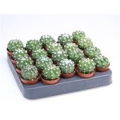 Эхинопсис d5.5 см h8 см