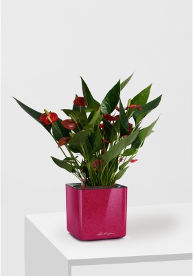 Антуриум Андрианум Карма красный 12/43 см в CUBE GLOSSY KISS 14