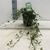 Хедера Хеликс плющ Miniature Needlepoint d17 см h50 см