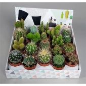 Кактусы микс в коробке d5.5 см h5 см