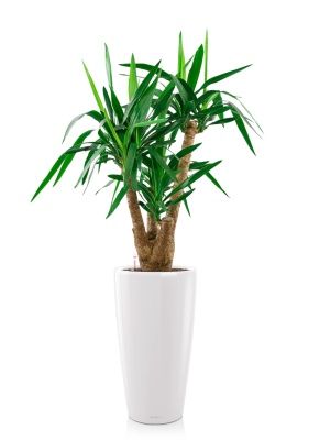 Юкка разветвленная 24/100 см в RONDO 32, белый блестящий