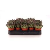 Эхеверия агавовидная d5.5 см h8 см Эхеверия агавовидная d5.5 см h8 см