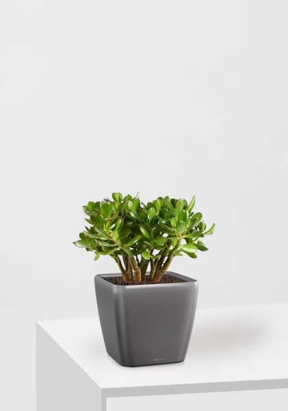 Крассула Овата в QUADRO LS 21 Крассула Овата в QUADRO LS 21