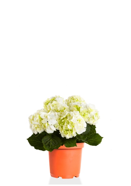 Гортензия микс 19/50 см Гортензия микс 19/50 см