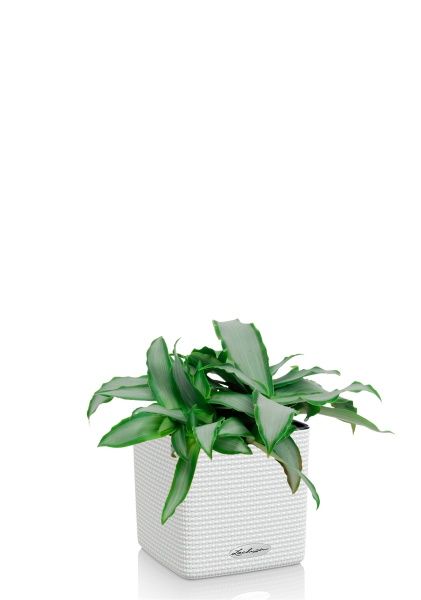 Мурдания в CUBE COLOR 14 Мурдания в CUBE COLOR 14