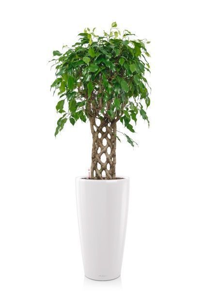 Фикус Экзотика решетка 23/100 см в RONDO 32 Фикус Экзотика решетка 23/100 см в RONDO 32