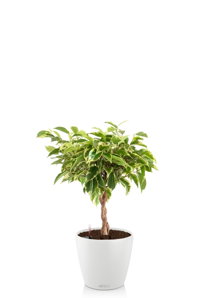 Фикус Бенджамина Лаки переплетенный 12/40 см в CLASSICO COLOR 18