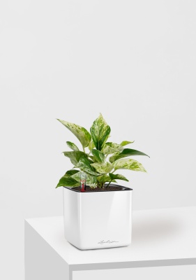 Сциндапсус Марбл Квин 12/20 см в CUBE GLOSSY 14, белый блестящий Сциндапсус Марбл Квин 12/20 см в CUBE GLOSSY 14, белый блестящий