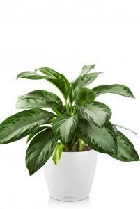 Аглаонема Сильвер Бей в CLASSICO 21, белый Аглаонема Сильвер Бей в CLASSICO 21, белый