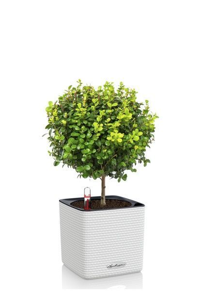 Мирсина CUBE COLOR 14