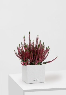 Вереск (Эрика) бордовый в CANTO Stone 14, Песочный белый