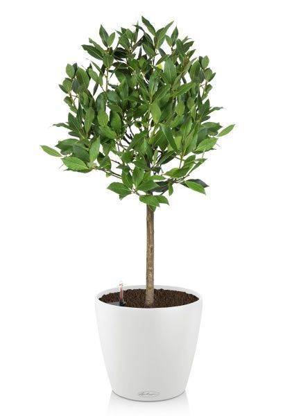 Лавр на стволе в CLASSICO COLOR 28