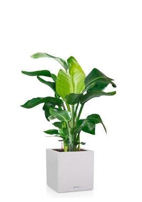 Стрелиция Николай 27/140 см в CANTO STONE LOW 40, песочный белый Стрелиция Николай 27/140 см в CANTO STONE LOW 40, песочный белый