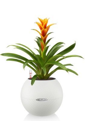 Гузмания Триколор PURO 20/40 см, белый