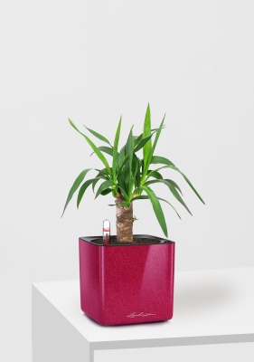 Юкка 1 ствол 12/55 см в CUBE GLOSSY KISS 14 Юкка 1 ствол 12/55 см в CUBE GLOSSY KISS 14