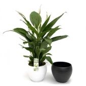 Спатифиллум Бинго Купидо 4+ цветов In Pot Mix d20 см h80 см