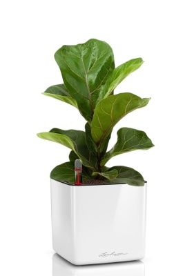 Фикус Лирата Бамбино 12/30 см в CUBE GLOSSY 14, белый блестящий