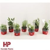 Эсхинантус Микс d12 см h10 см Эсхинантус Микс d12 см h10 см