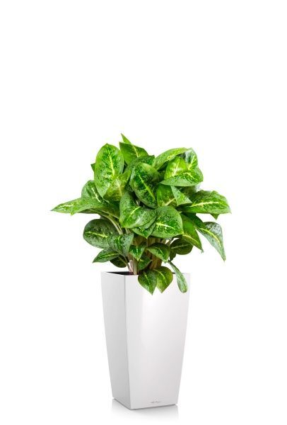 Аглаонема Лемон Минт 19/50 см в CUBICO 30 Аглаонема Лемон Минт 19/50 см в CUBICO 30