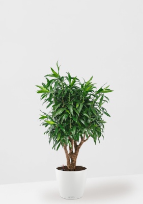 Драцена Песнь Ямайке 27/90 см в CLASSICO COLOR 35