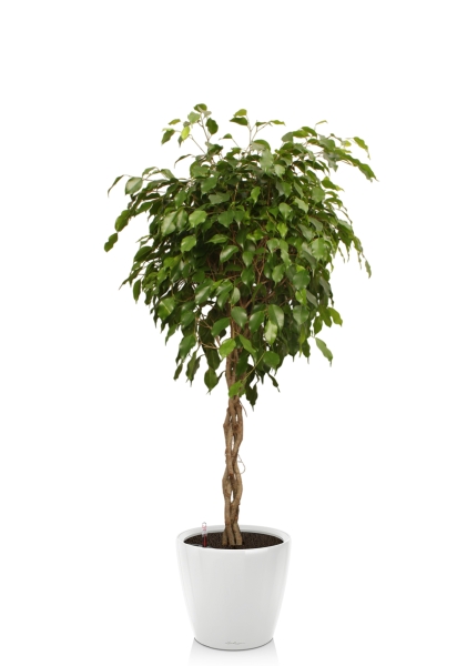 Фикус Экзотика переплетенный 30/150 см в CLASSICO LS 43