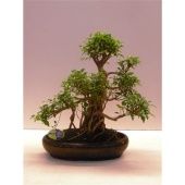 Фикус бонсай Ретуза в керамике d43 см h60 см тип 1 Фикус бонсай Ретуза в керамике d43 см h60 см тип 1