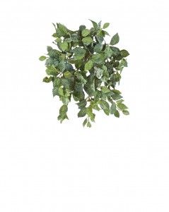 Фиттония Свит ампельная припылённая