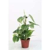 Филодендрон Сканденс Бразил d8.5 см h30 см Филодендрон Сканденс Бразил d8.5 см h30 см