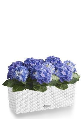 Гортензия темно-голубая для балконов и терасс в BALCONERA Cottage 50, белый
