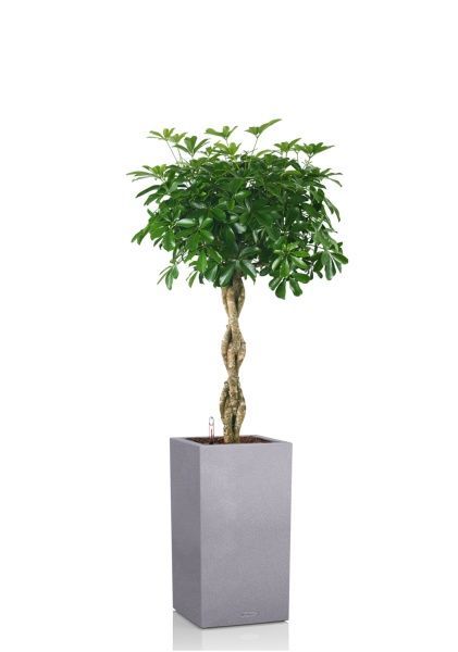 Шеффлера Компакта на стволе 34/170 см в CANTO STONE HIGH 40