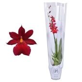 Орхидея Камбрия Нелли 1 ствол d12 см h55 см