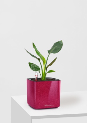 Стрелиция Николай в CUBE GLOSSY KISS 14, вишнево-розовый блестящий Стрелиция Николай в CUBE GLOSSY KISS 14, вишнево-розовый блестящий