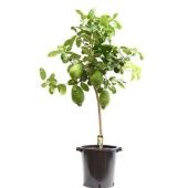Цитрус Максима d46 см h150 см Цитрус Максима d46 см h150 см