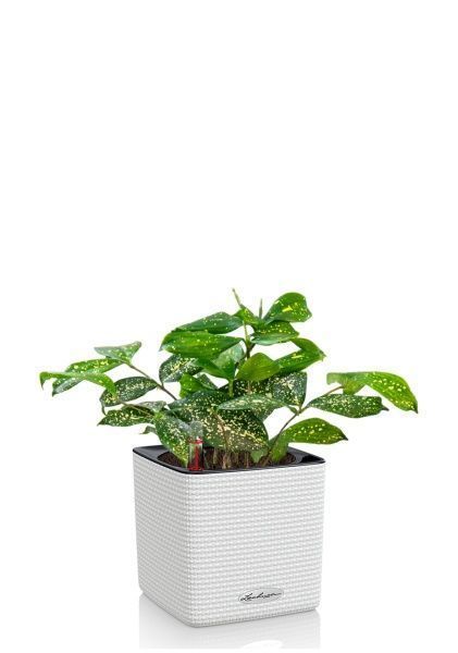 Драцена Суркулоза в CUBE COLOR 14