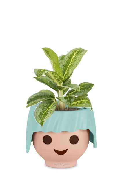 Аглаонема Лемон Минт в OjO