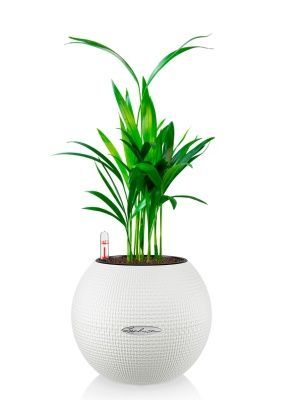 Хризалидокарпус в PURO 20, белый 