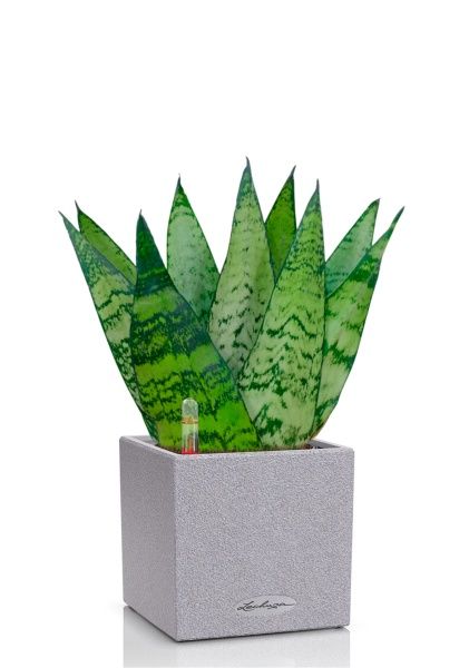 Сансевиерия Зейланика Фан 12/35 см в CANTO STONE 14 Сансевиерия Зейланика Фан 12/35 см в CANTO STONE 14