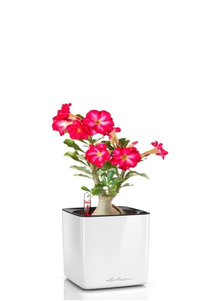 Адениум Пинк Стар 13/25 см в CUBE Glossy 16