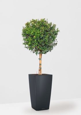 Мирт на стволе 19/75 см в CUBICO COLOR 22 Мирт на стволе 19/75 см в CUBICO COLOR 22