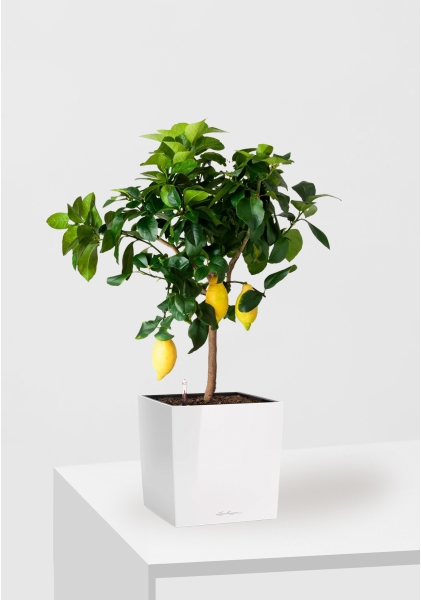 Цитрус Лимон 21/80 см в CUBE 30