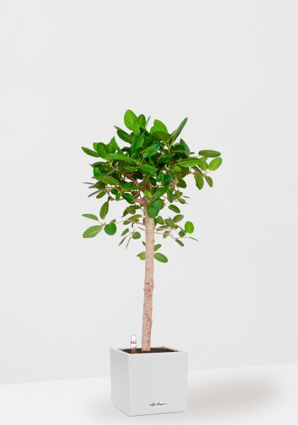 Фикус Бенгальский Одри на штамбе 24/110 см в CANTO STONE LOW 30 Фикус Бенгальский Одри на штамбе 24/110 см в CANTO STONE LOW 30