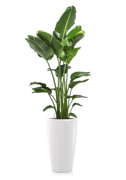 Стрелиция Николай 27/170 см в RONDO 40