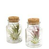 Тилландсия Glas Kurk Laag d7 см h11 см
